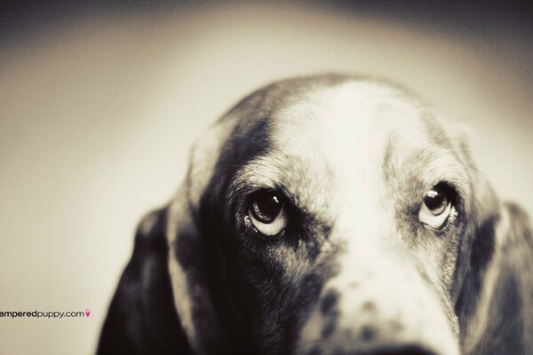 Thoughtful dog face in black and white palette