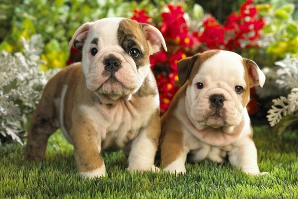 Two English bulldog puppies in flowers and grass