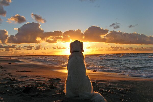 A dog looks at the sea, a dog by the water