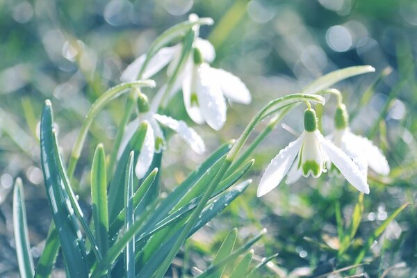 Weiße Schneeglöckchen im grünen Gras