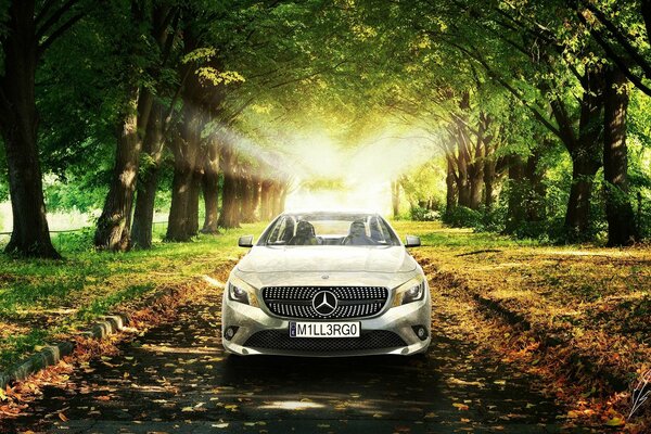 Silver Mercedes car on the road in the forest