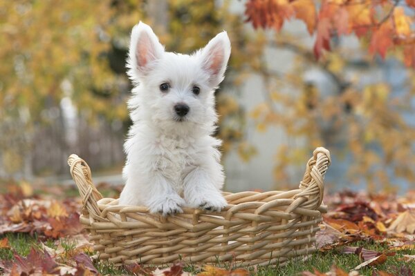 Chien dans le panier, automne, chien blanc