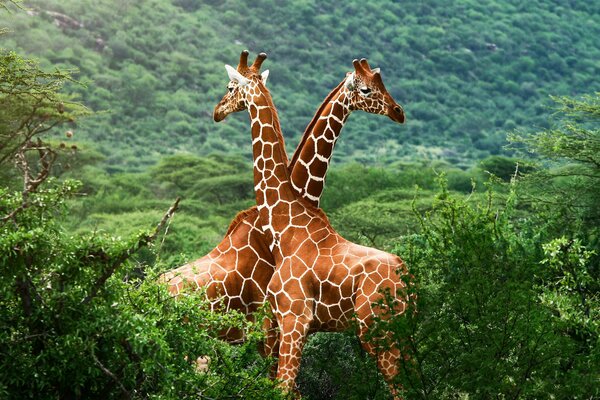 A pair of giraffes standing crosswise in the thickets of the savannah