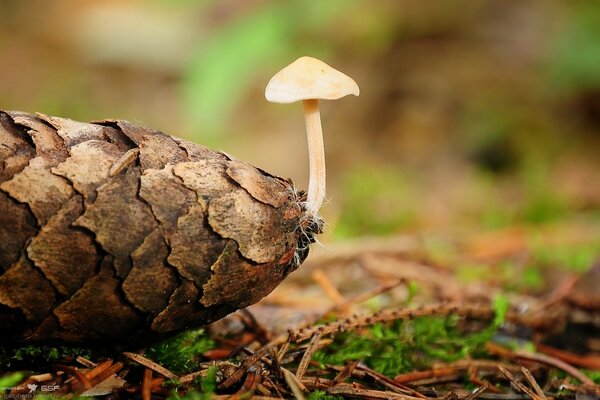 Naissance d un champignon sur une pomme de pin