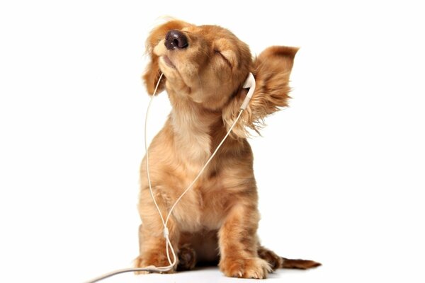 Cachorro de perro se cae de la música en los auriculares