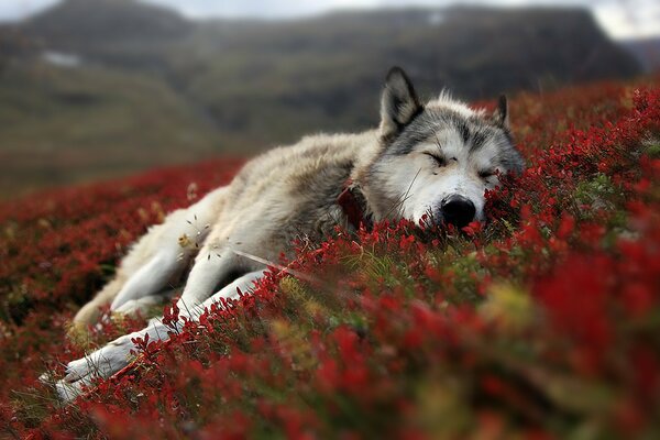 Ein schlafender Wolf auf einer dunkelroten Tundradecke