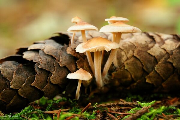 Pomme de pin de forêt champignons bébé