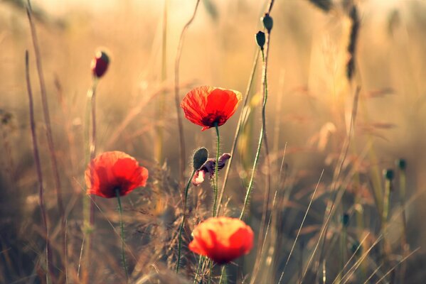 A field with blooming poppies and golden grass