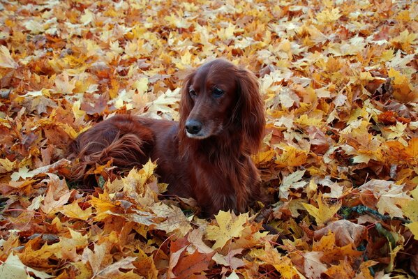 Il setter di cioccolato si trova sulle foglie autunnali