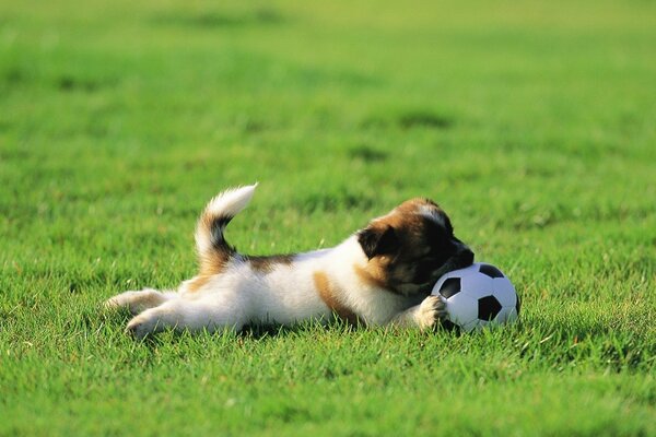 Kleiner Welpe spielt mit einem Fußball