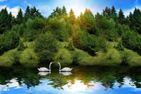 Two very beautiful swans on the lake