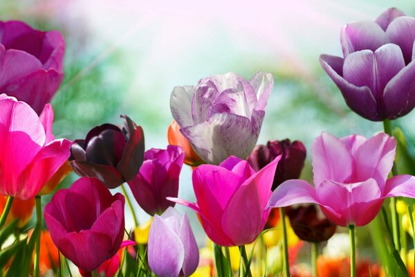 Blütenblätter von Frühlingstulpen haben sich in der Sonne geöffnet