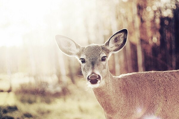 Cerf curieux dans la forêt ensoleillée