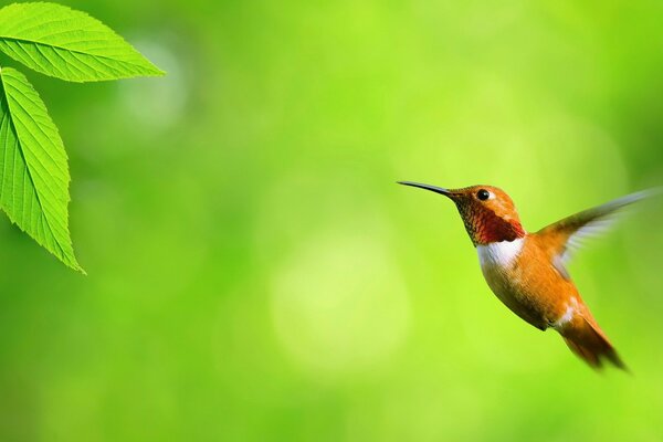 Green charm flying hummingbird