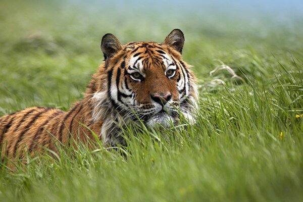 Un tigre majestueux sur le passage