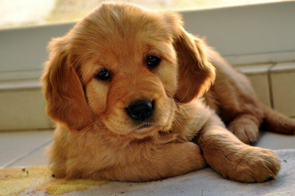 Piccolo cucciolo di razza Retriever