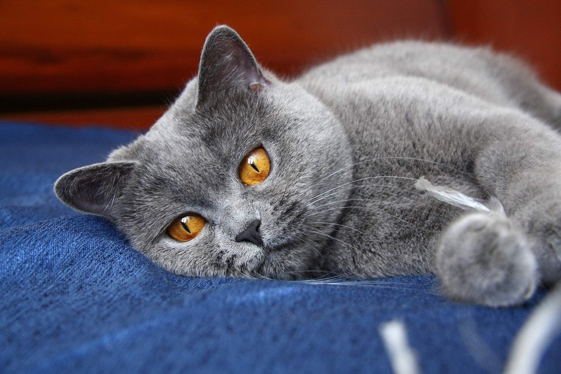 ojos patas gato gris gatito orejas gato animales felinos mirada gatito-gato-miau-miau