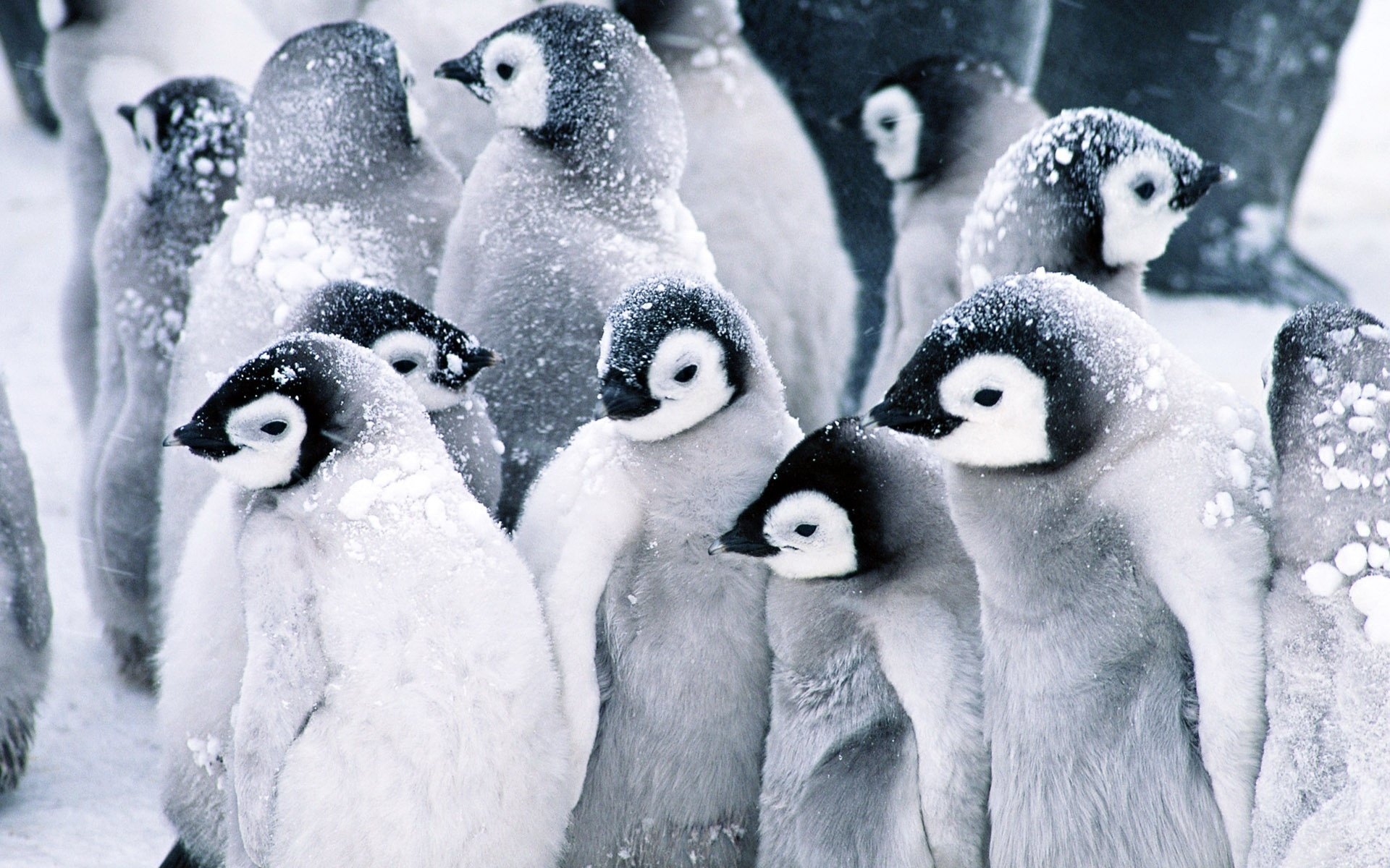 pingouins oiseaux animaux enfants neige nord hiver froid