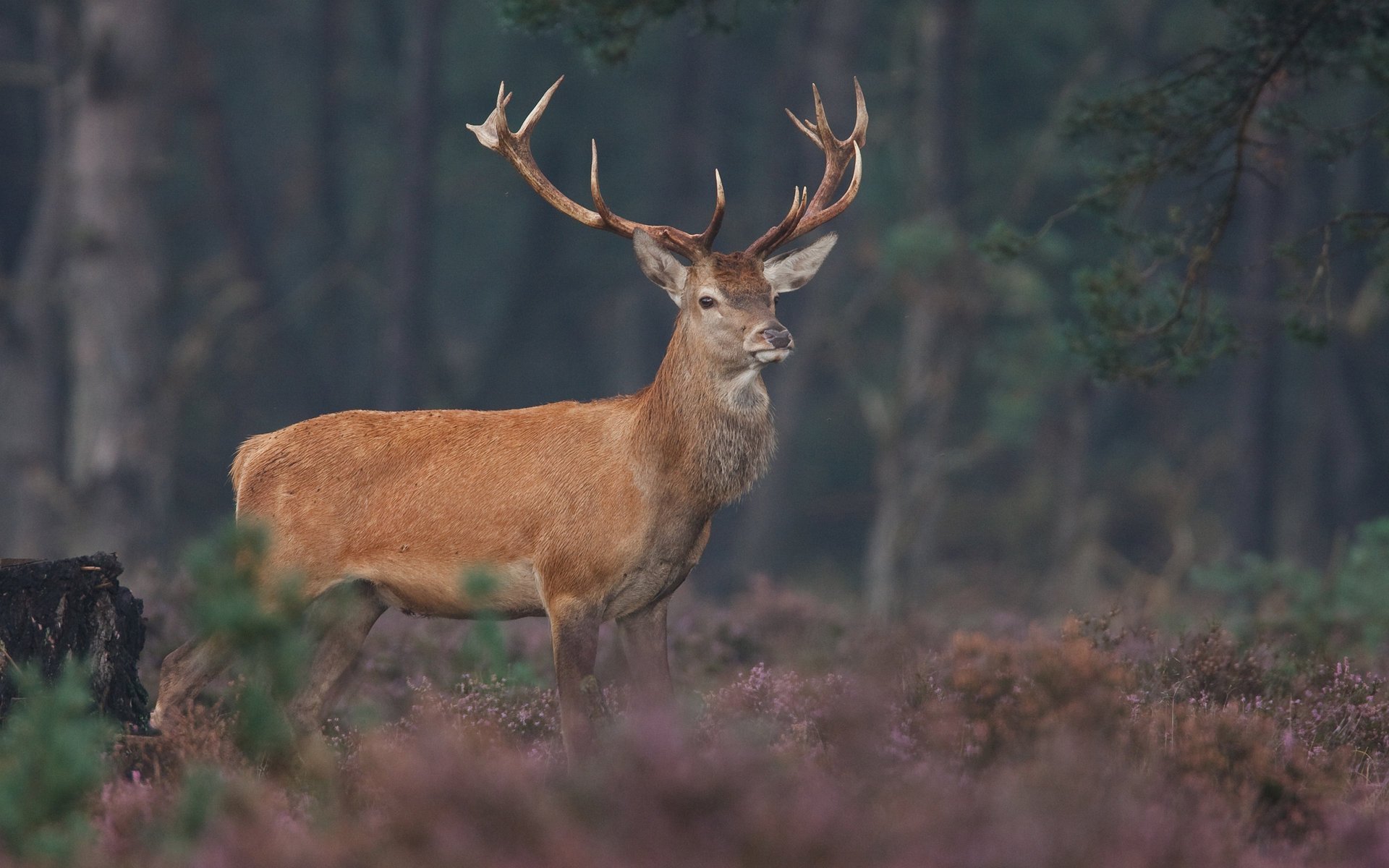 animals deer wildlife animal photos deer antlers horned ungulate