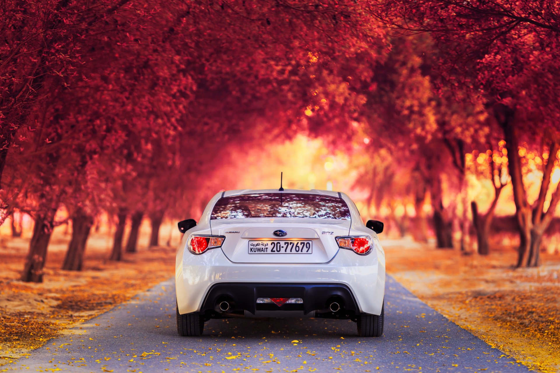 autunno parco strada auto bianco subaru subaru brz