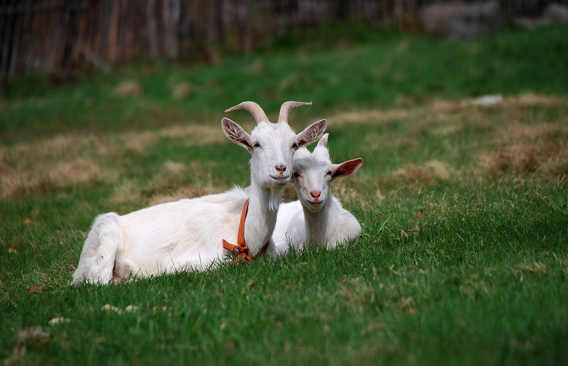 animali capre amici erba estate capre pascolo verde corna