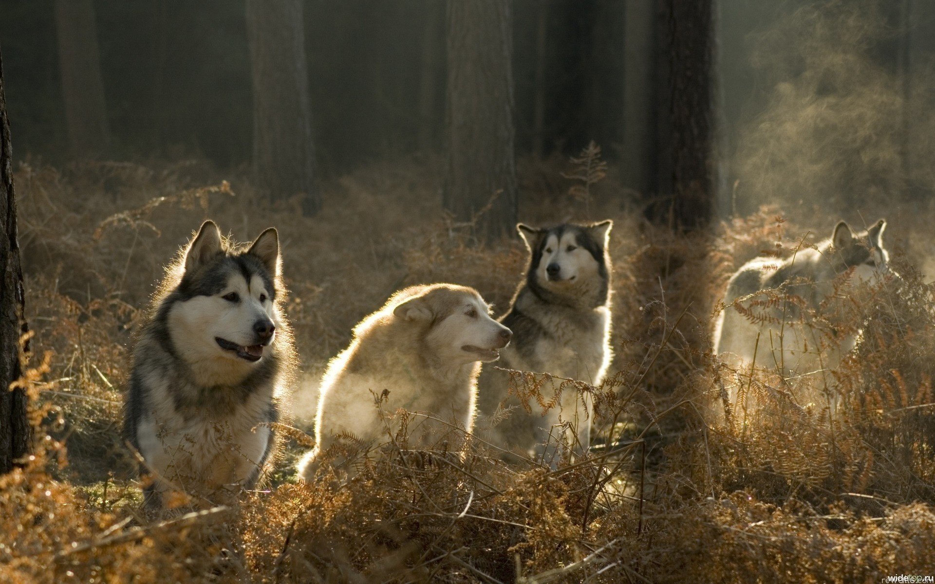 lupi branco mente lealtà foresta alberi luce sole animali cani malamute