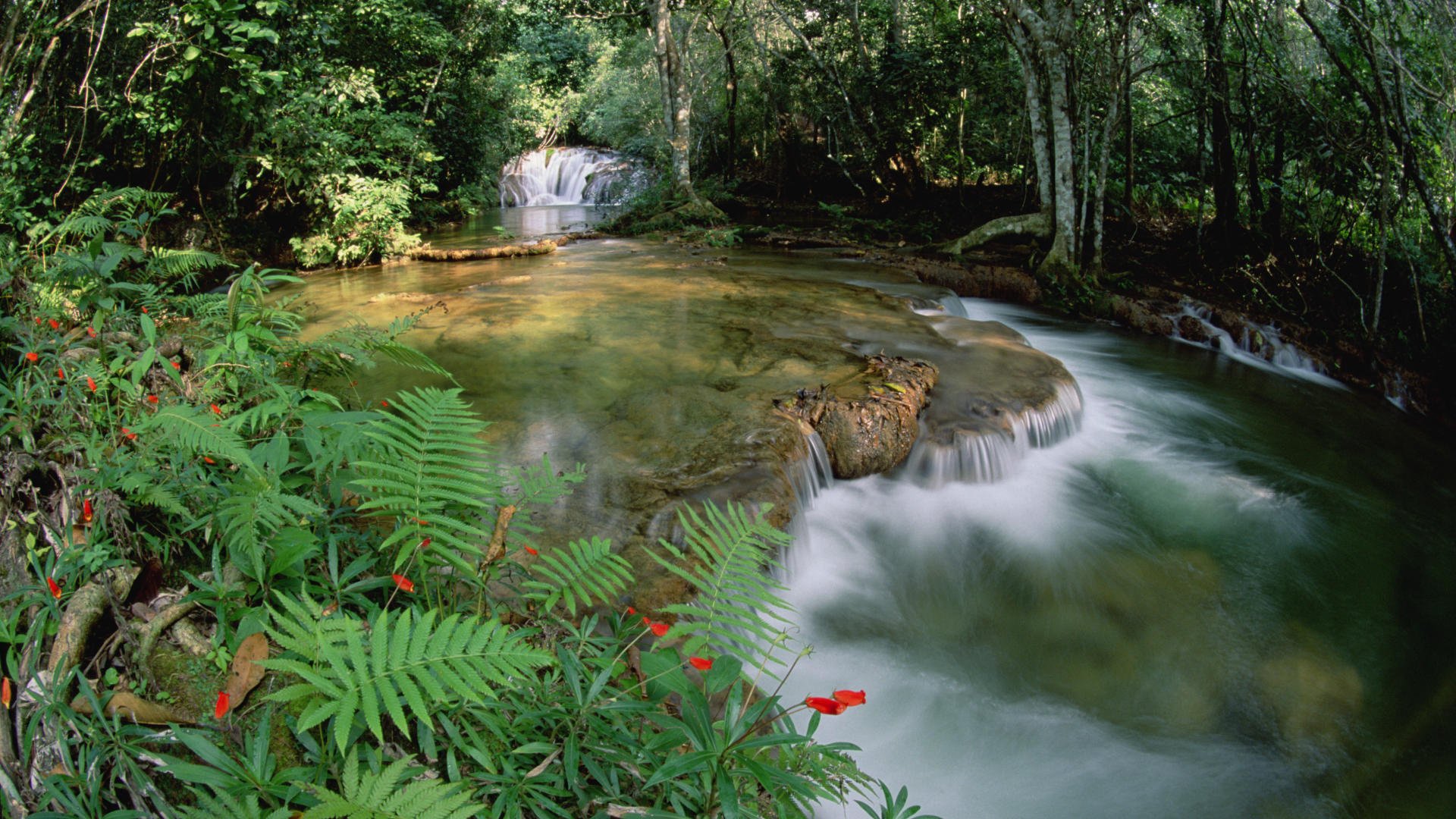 blumen wasserfall wald fluss dickicht strömung grün farn bäume natur gras bäche