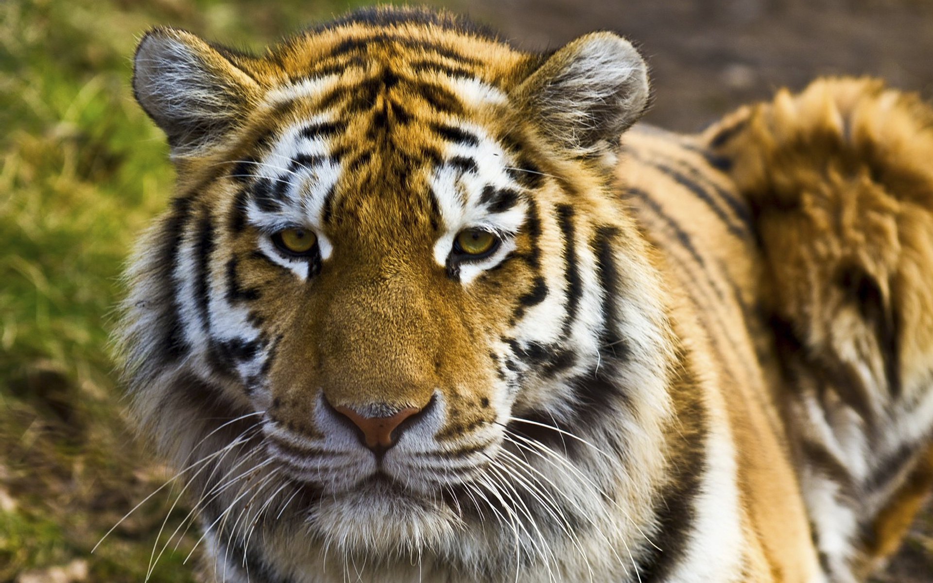 tigre félin prédateur animaux kis-kis-miaou-miaou museau regard yeux