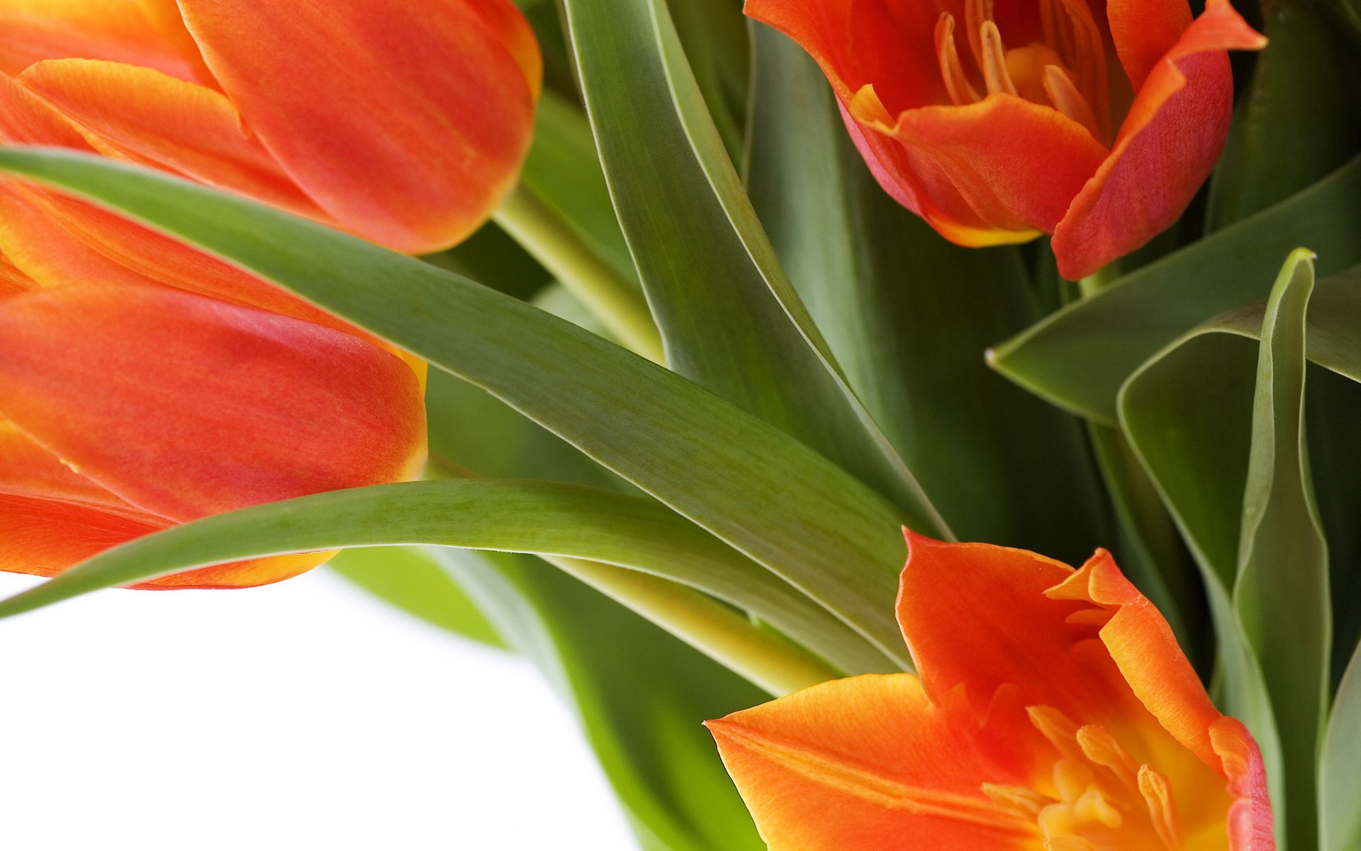 wallpaper for desktop flowers red tulips photo