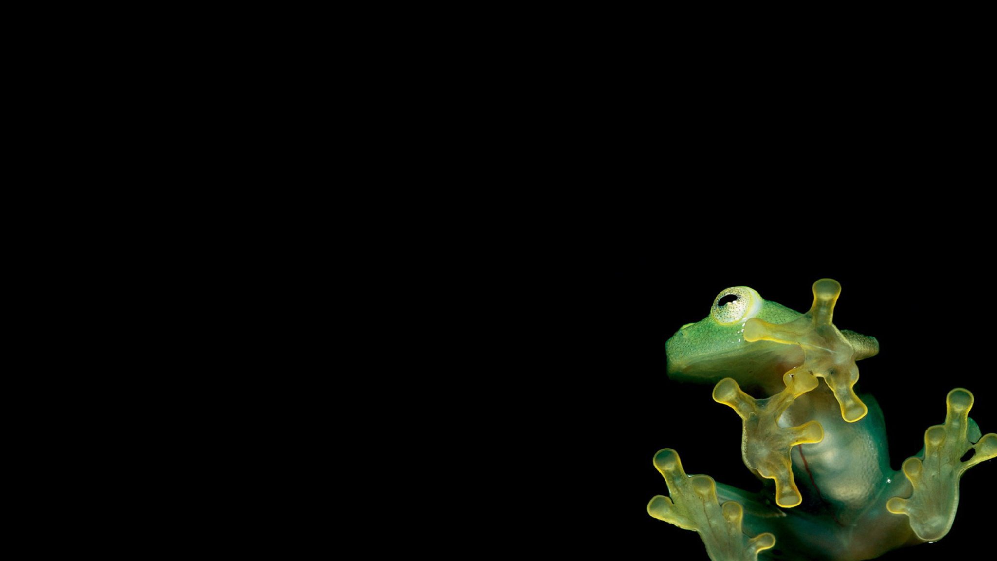 schwarz minimalismus frosch saugnapf pfoten grün hintergrund tiere amphibien einfachheit stil