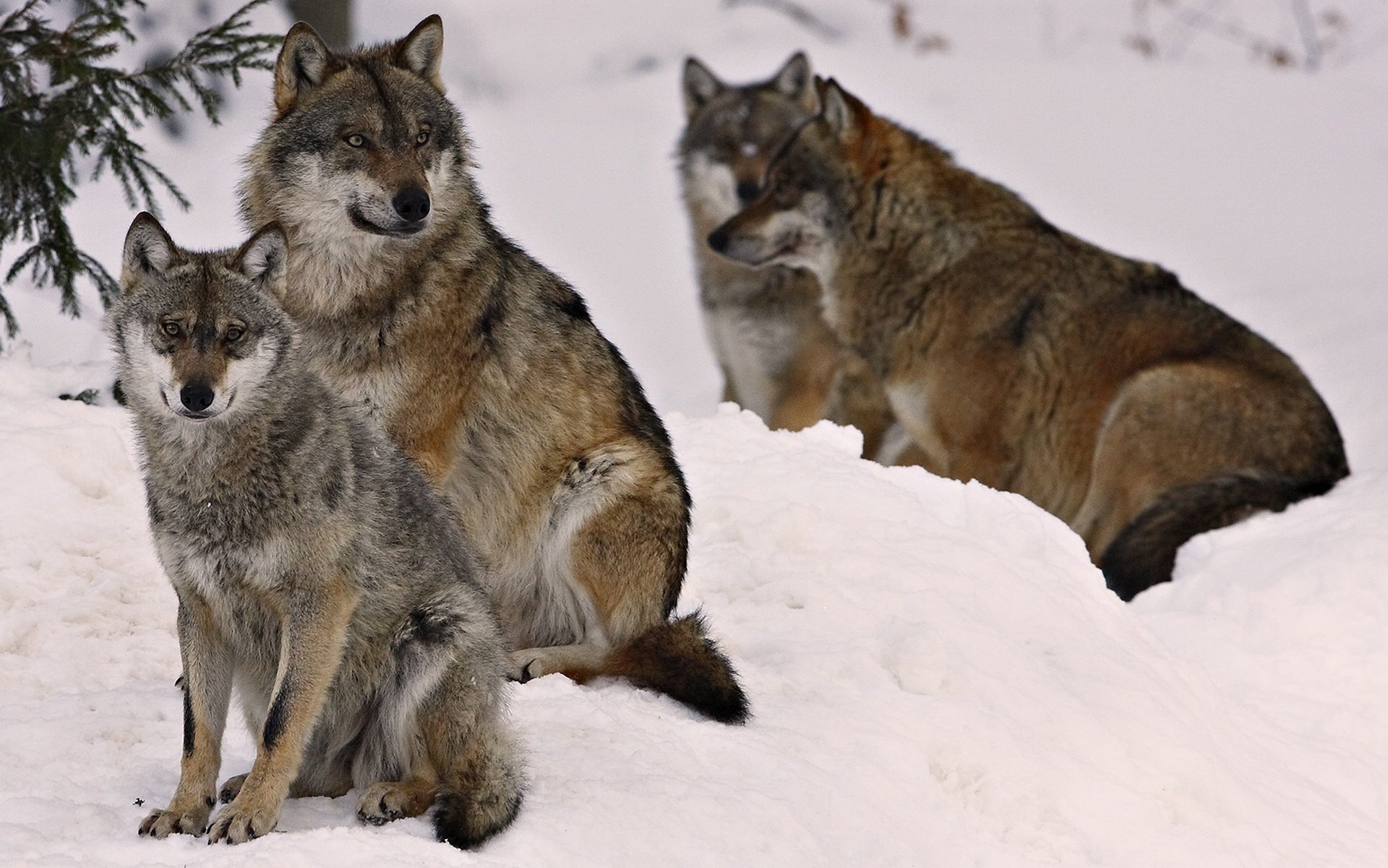 lobo lobos bosque animales invierno nieve depredadores derivas bandada animales gav-gav-ry-ry vista