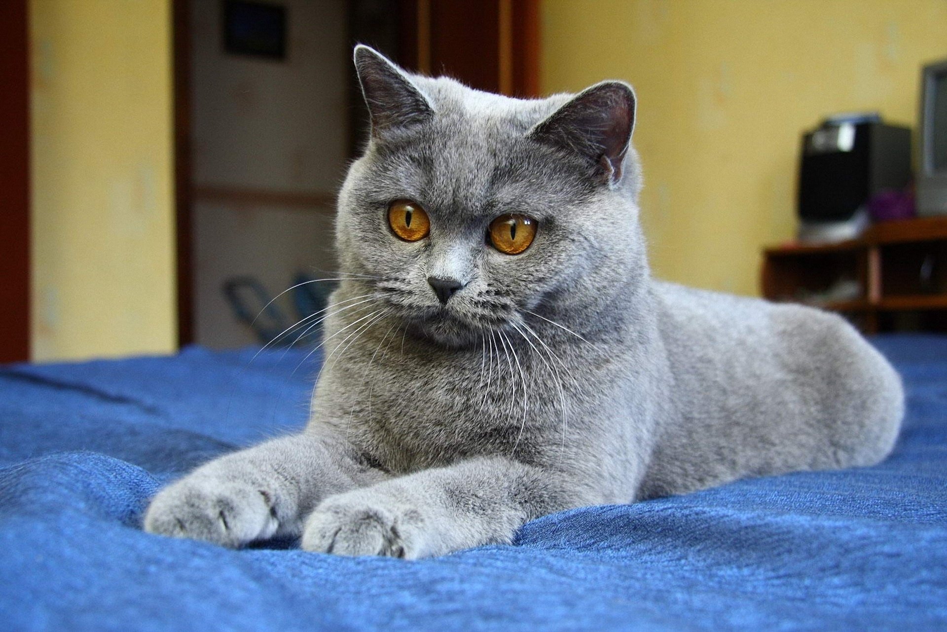 yeux gris fond bleu pattes chat chat animaux félin vue kis-kis-miaou-miaou