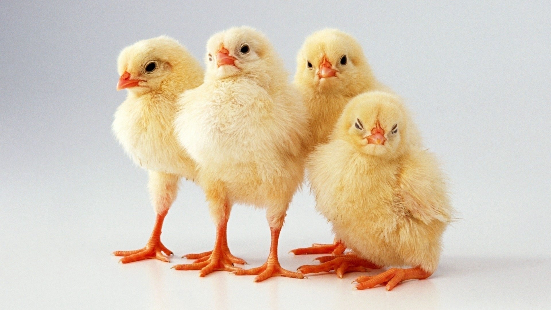 pollos bebés pelusa fondo animales aves plumas