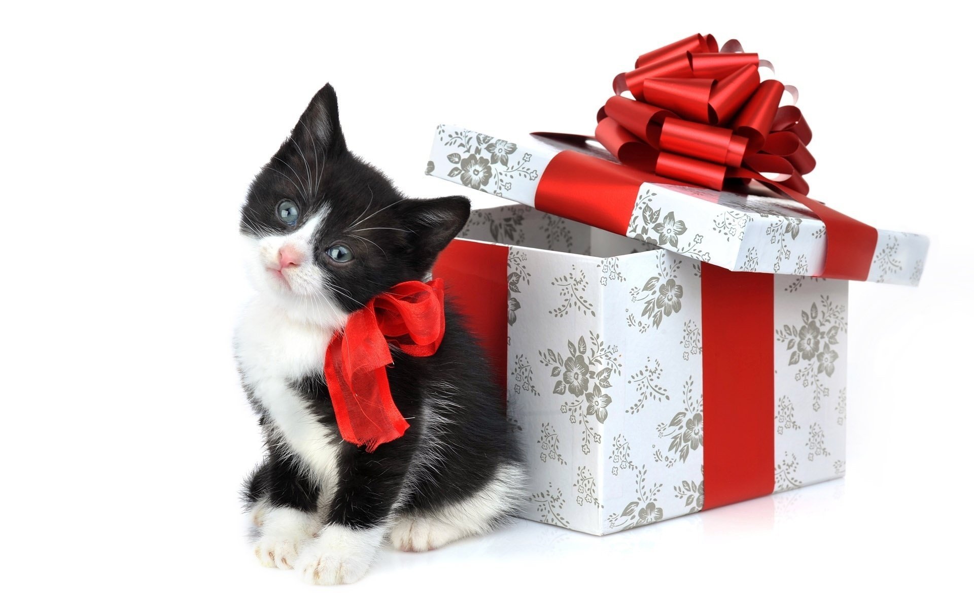 gattino giocattoli regali imballaggio fiocco sfondo regalo figa animali gatto vista kis-kis-meow-meow vacanze