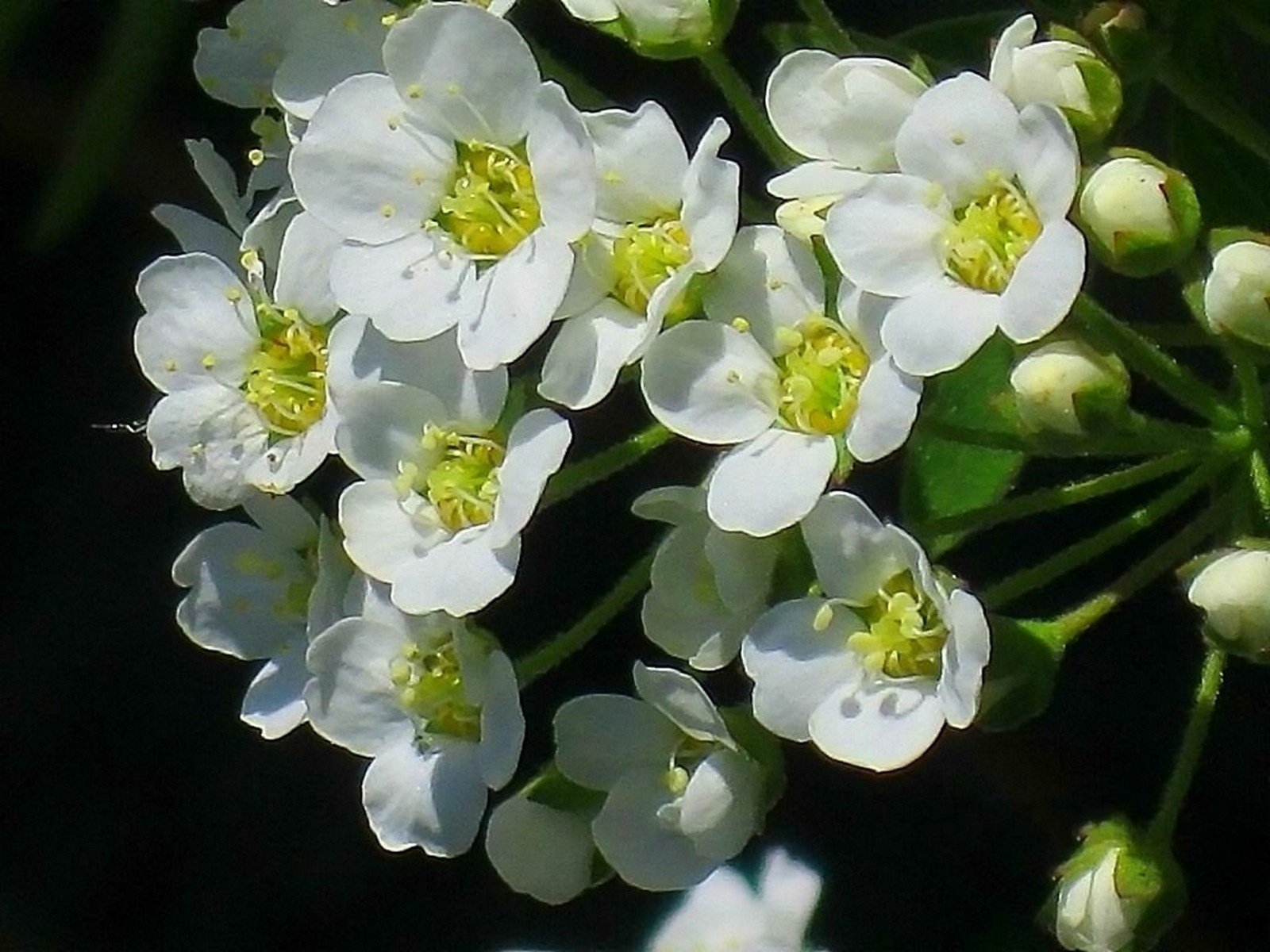 espirea flores inflorescencia blanco flores primavera ternura fondo negro