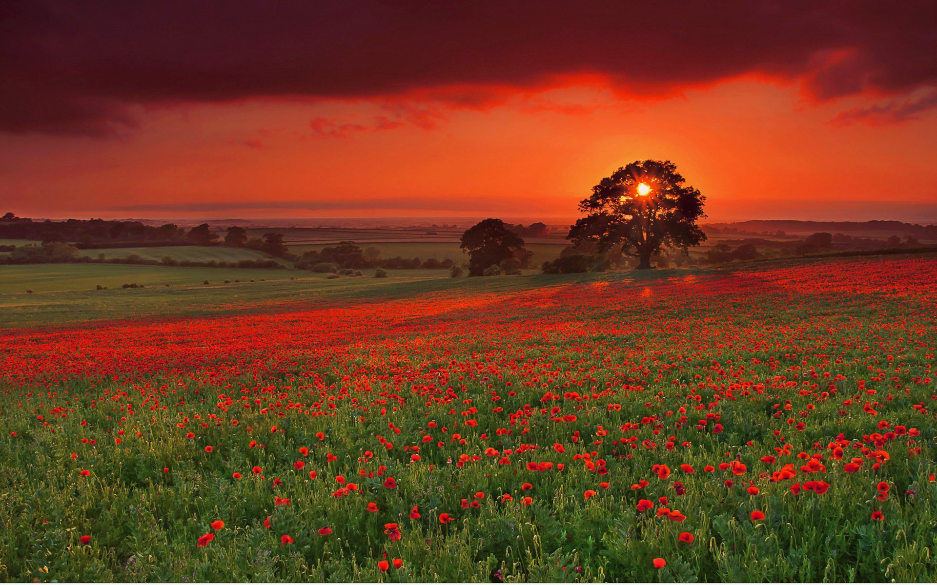 fiori campo di papaveri campo tramonto papaveri sera albero paesaggio bella vista colline alberi cielo verde estate