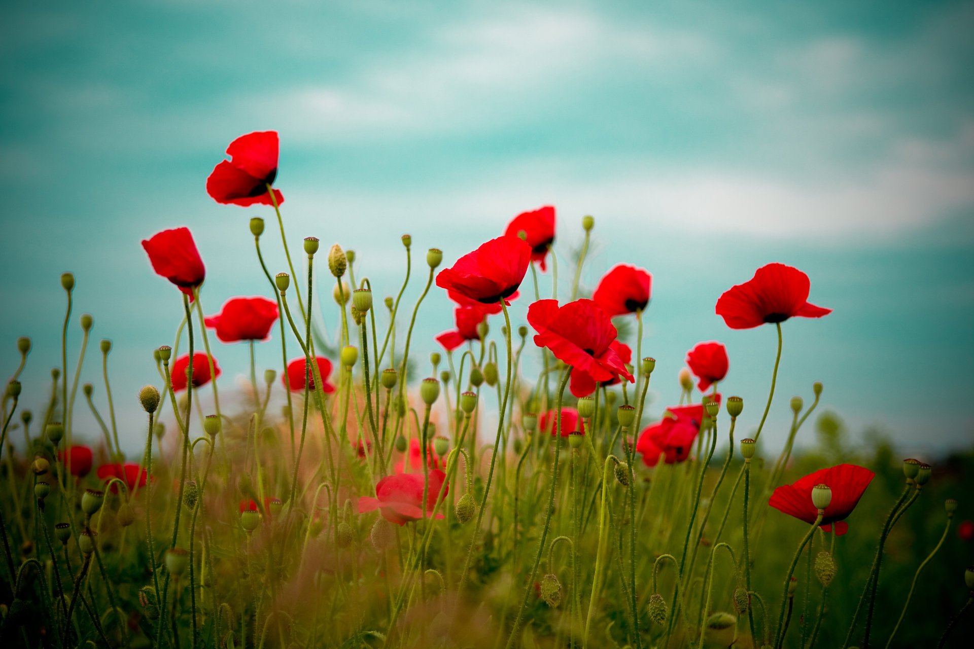 papaveri fiori rosso natura campo cielo