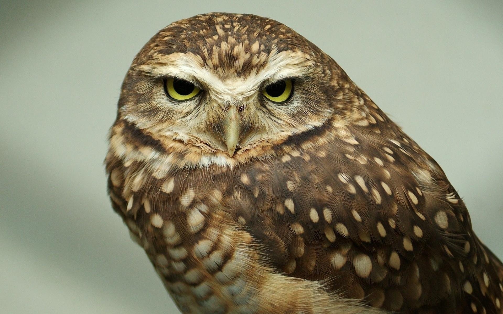 hibou vue animaux oiseaux yeux à plumes