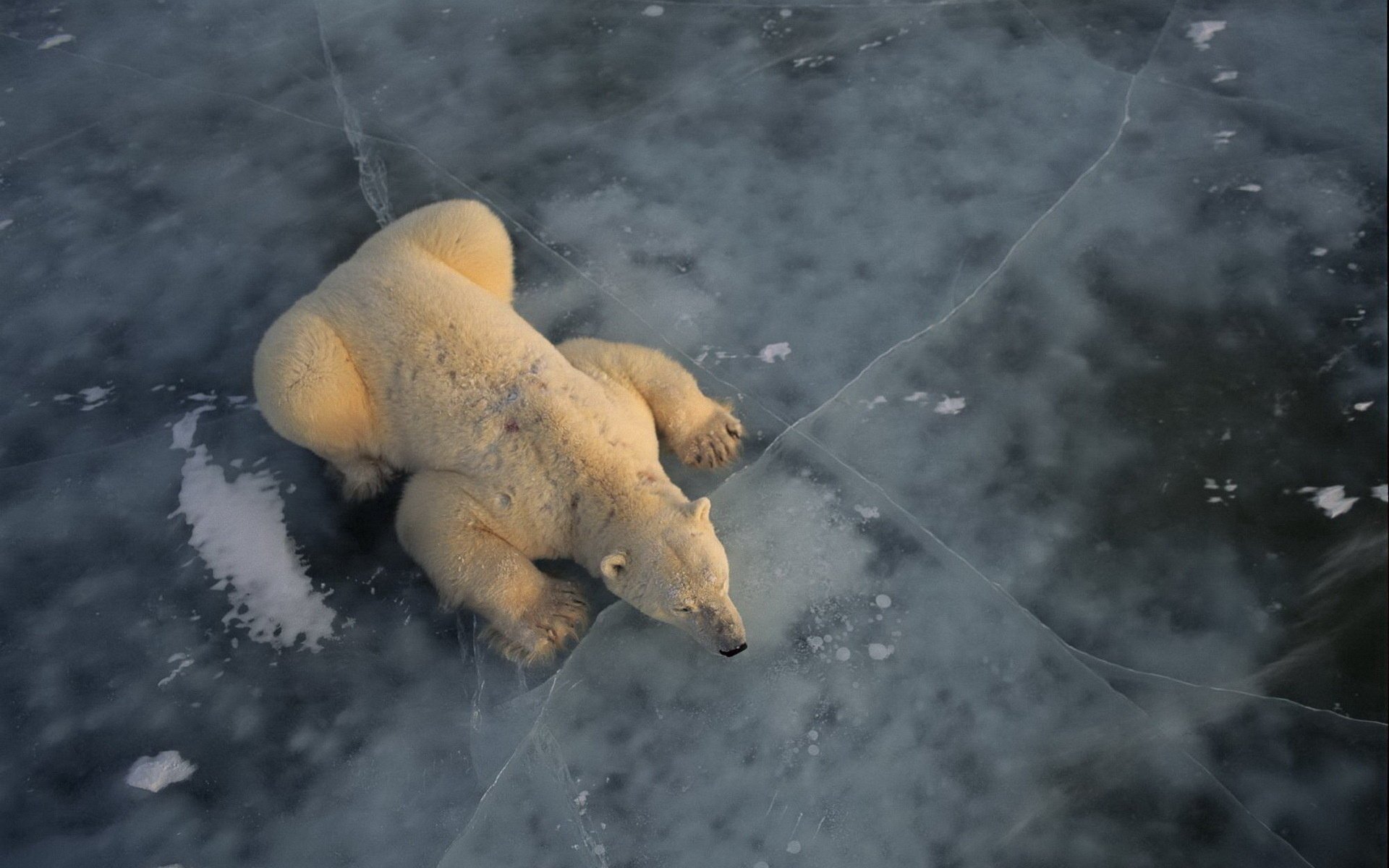 fondo hielo grietas oso polar blanco animales depredadores