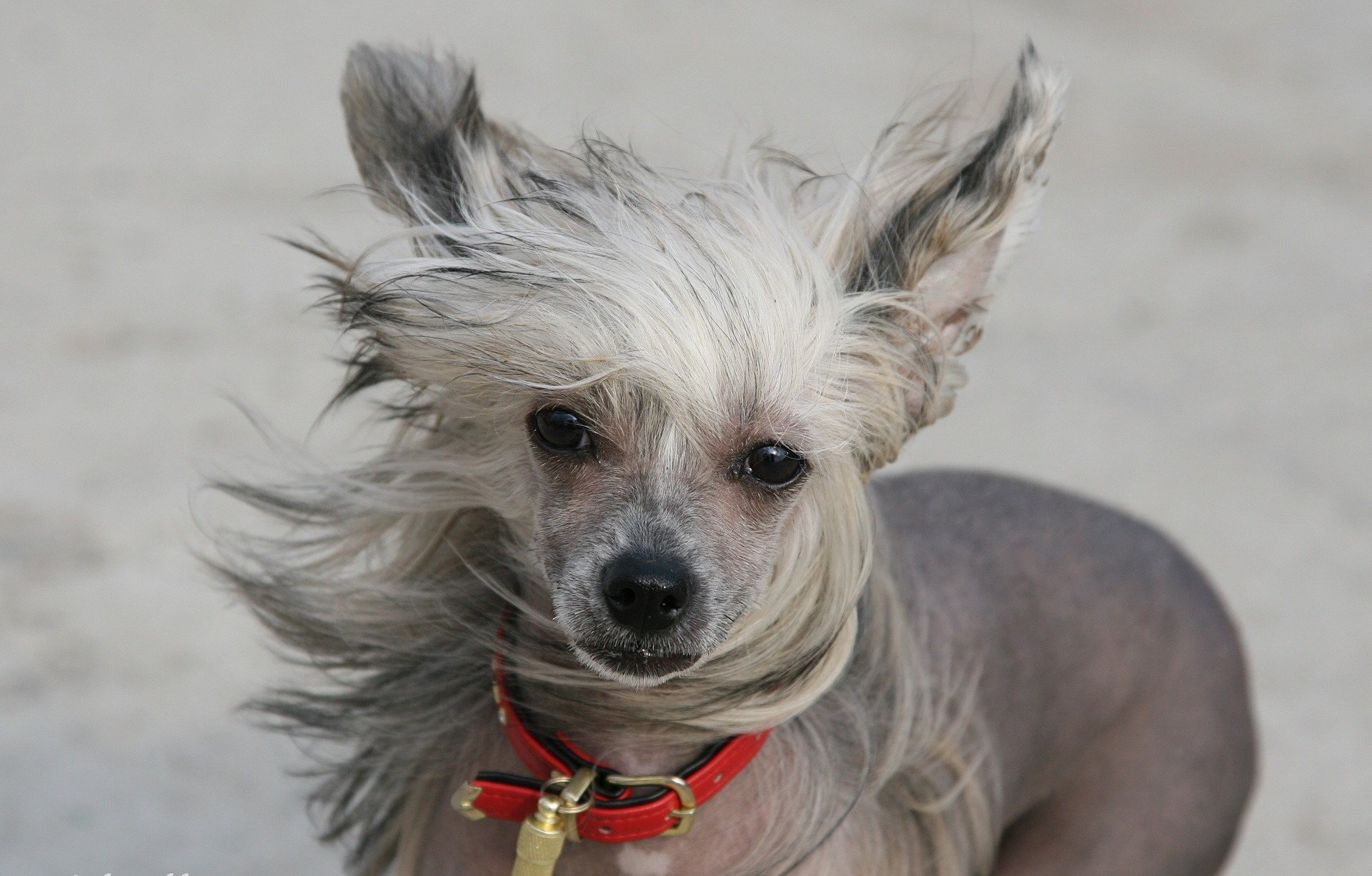 perro chino crestado viento amigo mirada collar foto animales perros gav-gav-ry-ry