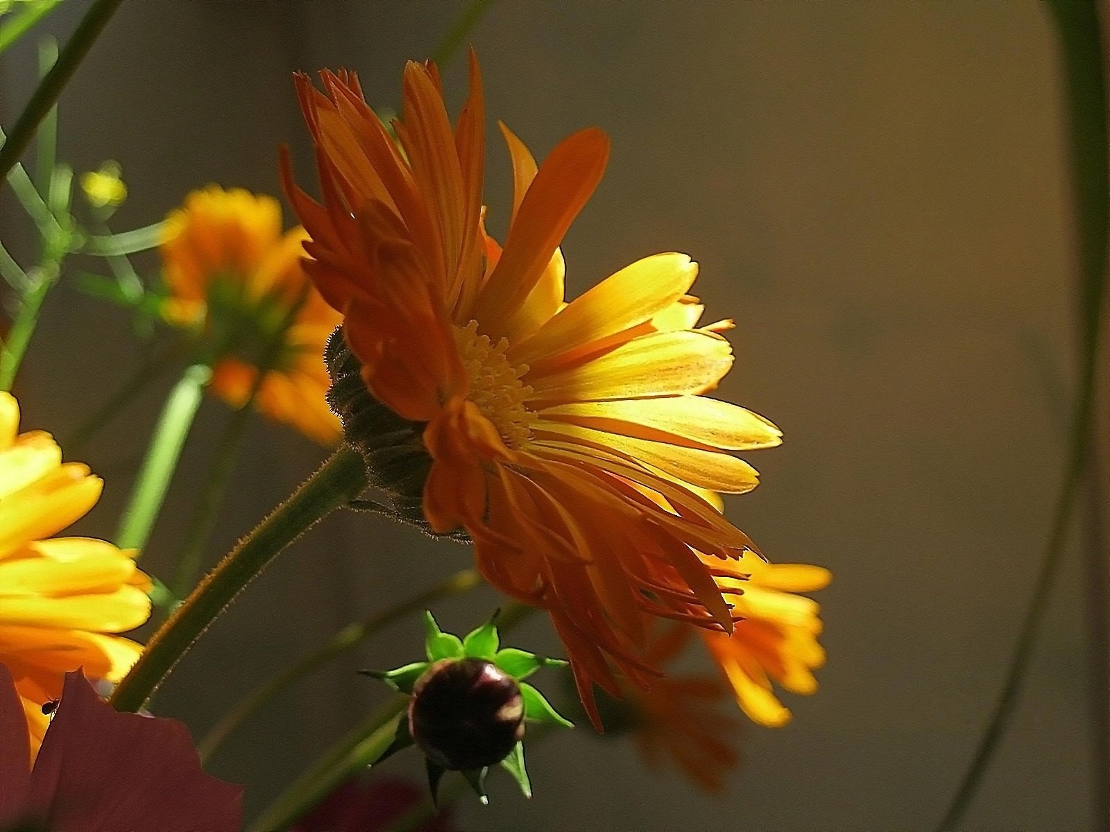 flowers a ray of sunshine drug orange calendula marigolds yellow flower