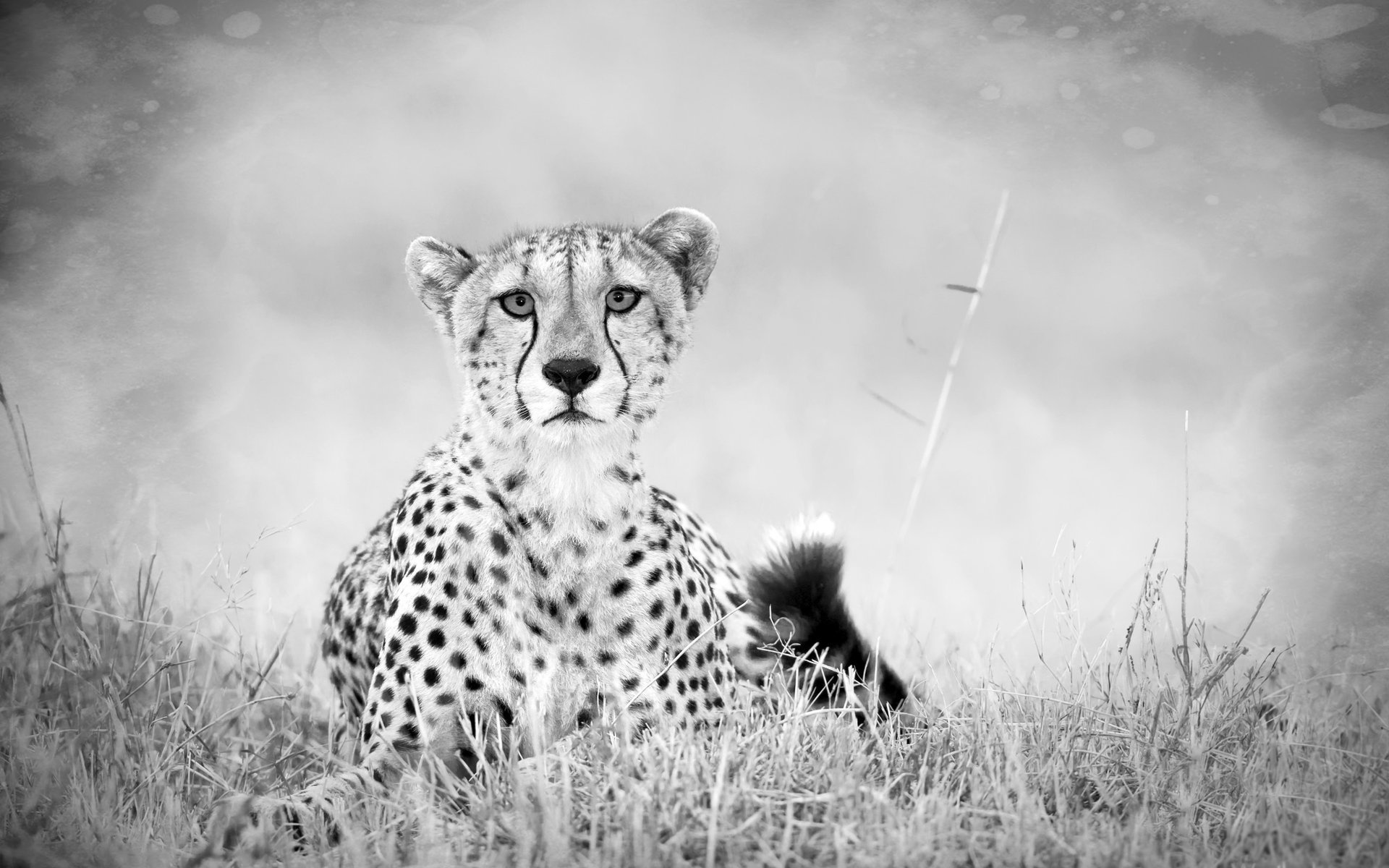 cheetah black and white grass tail savanna predator b-w grayness animals feline look kitty-kitty-meow-meow