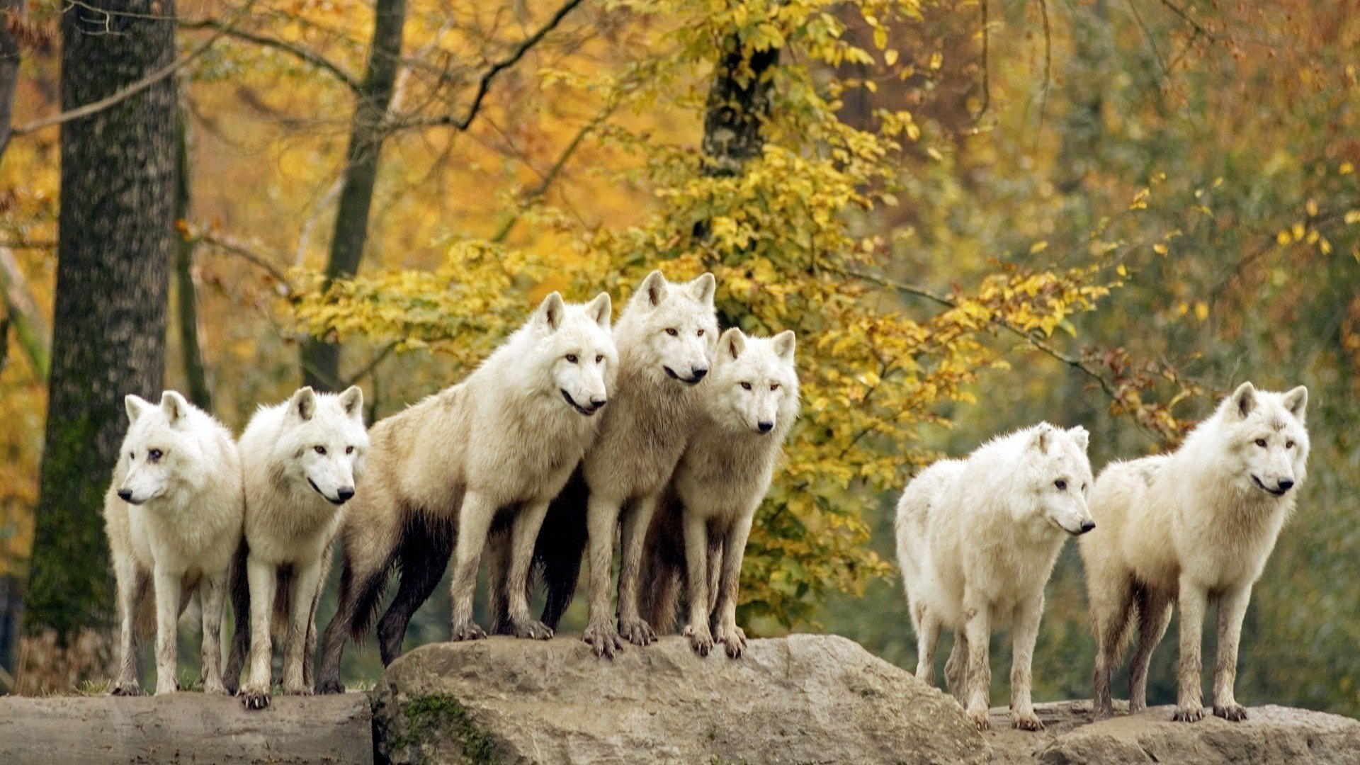 wölfe rudel geist treue wald bäume herbst tiere raubtiere