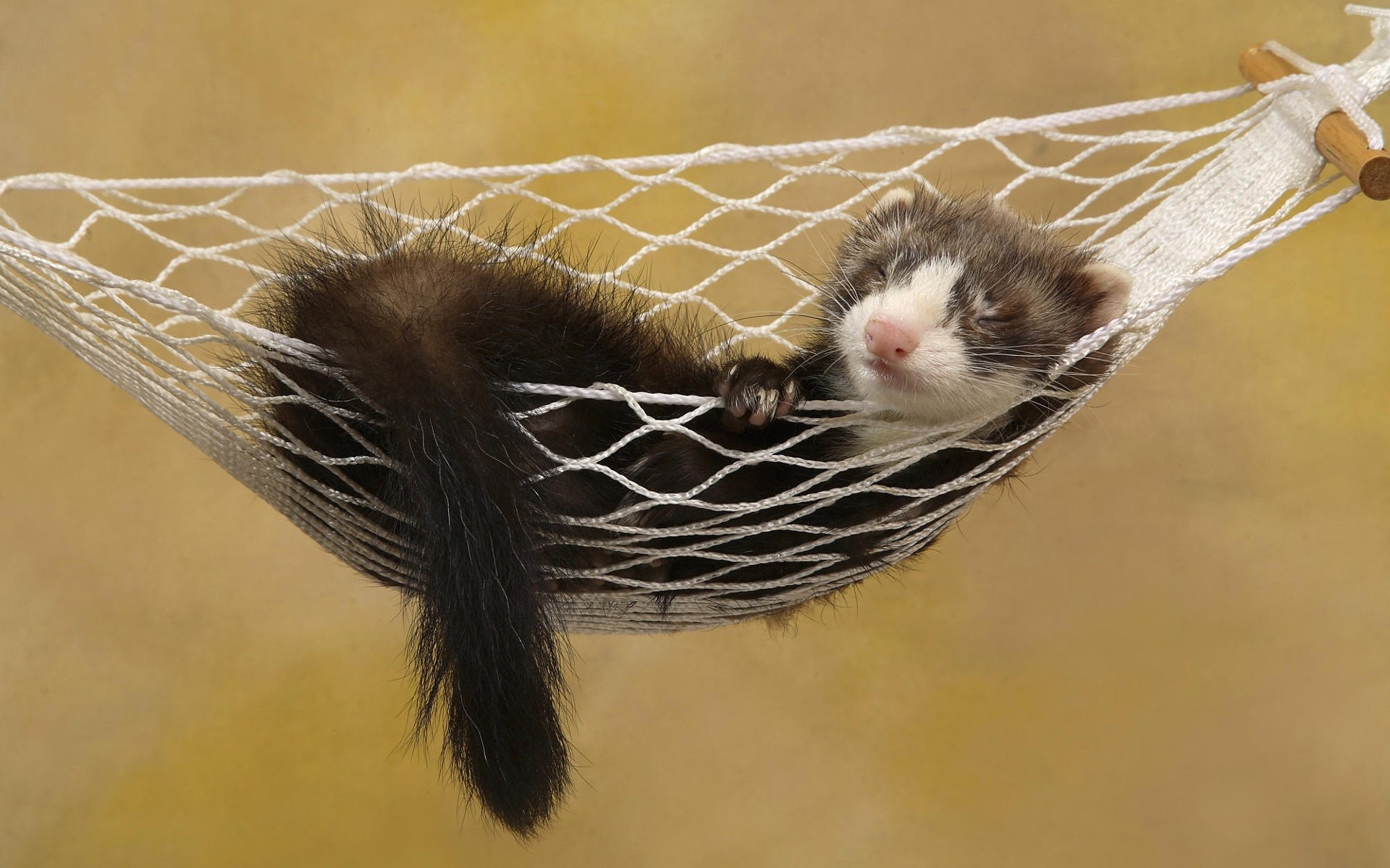 hurón en hamaca hurón dormir dormir hamaca ferret fret amigo animales