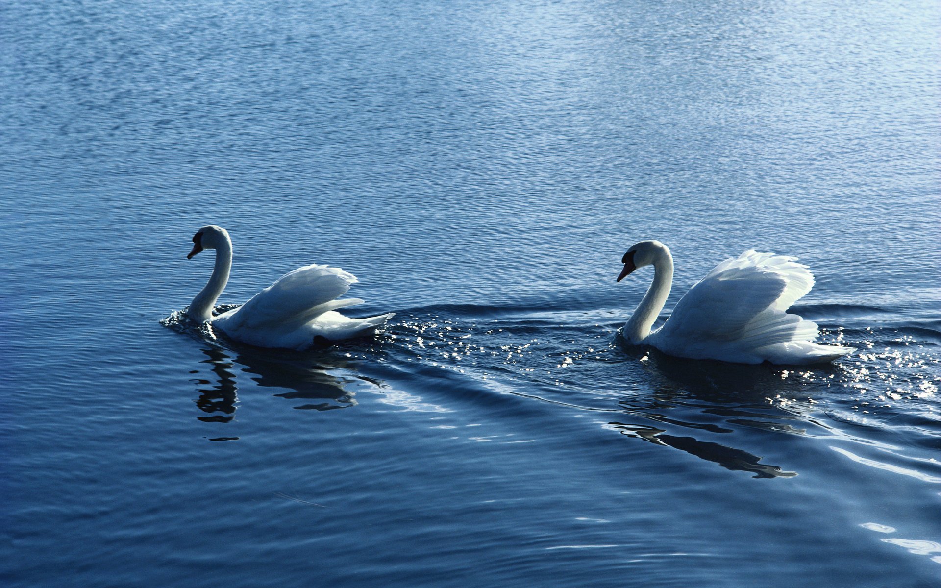 birds a pair of swans water swans ripples white couple romance fidelity pond pond animals bird