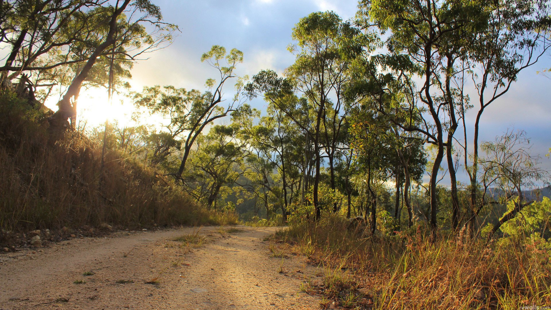 strada foresta sole erba estate natura vegetazione cielo erba secca calore