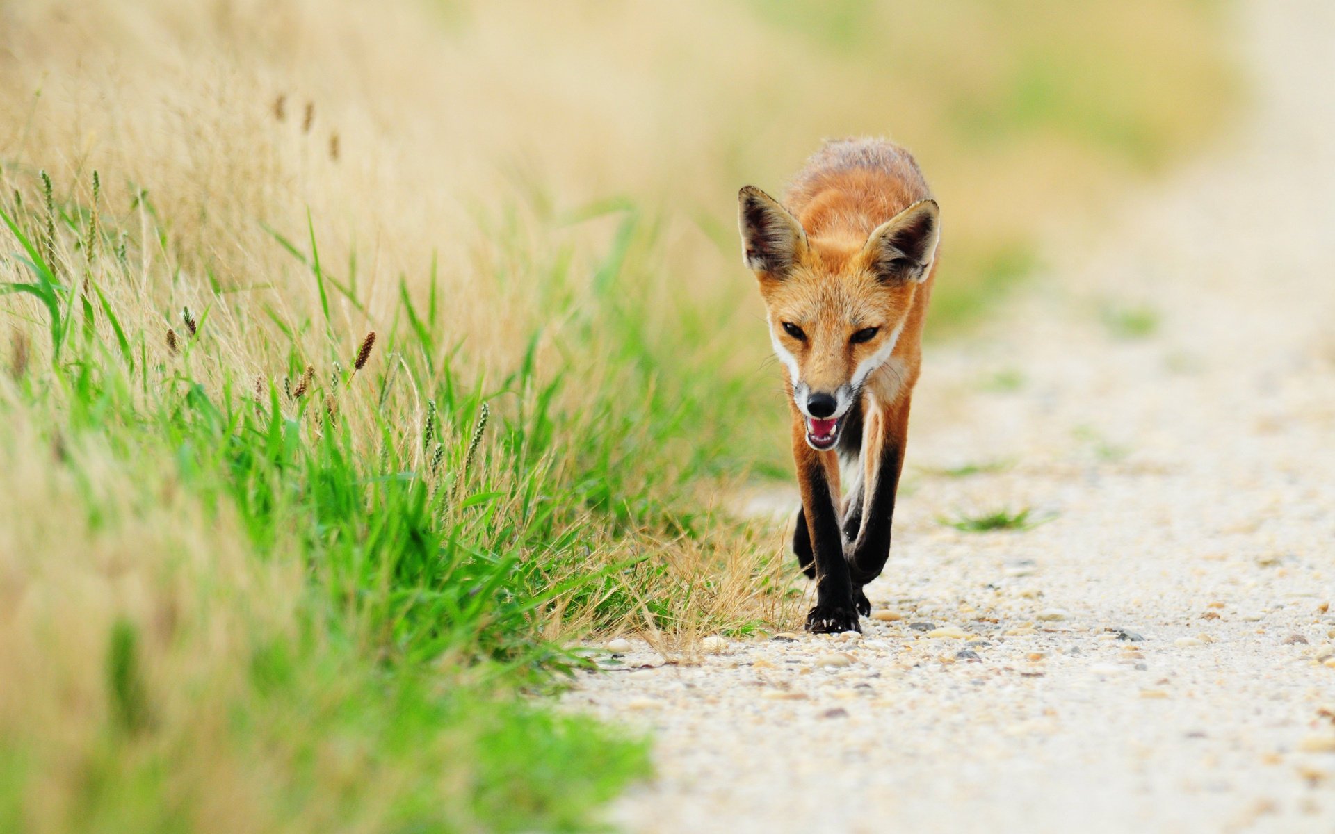 red fox fox animal fox grass gait paws greenery green tail ears mind cunning animals predator