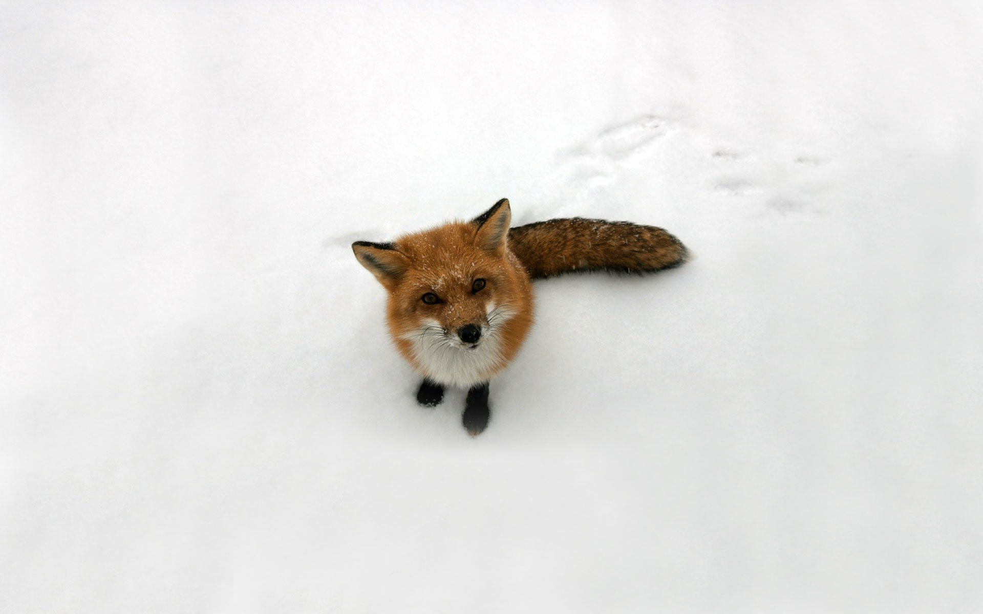 fox snow red fox look photo animals predator