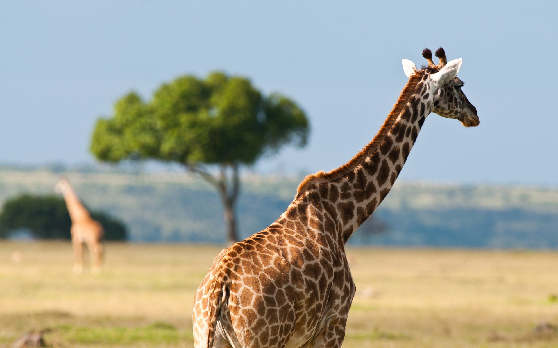 animali estate caldo australia africa fauna selvatica natura