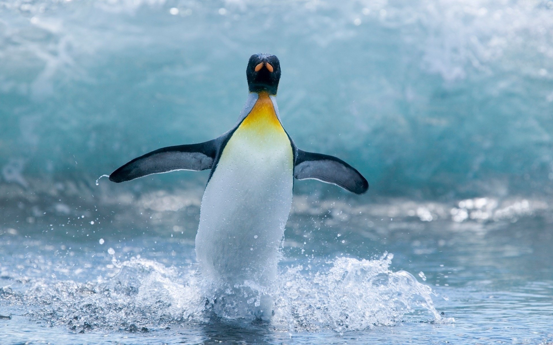 pingüino alas aletas salpicaduras océano gotas agua animales aves